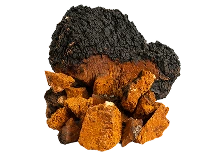 Chaga